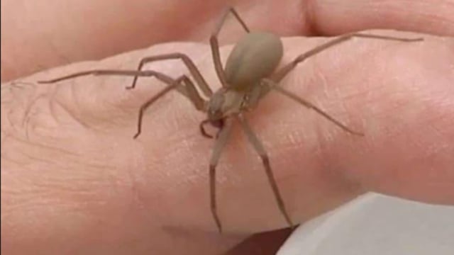La toxicidad de la araña violinista, también conocida como araña del rincón o de los rincones, es tan poderosa que puede causar la amputación de la extremidad afectada
