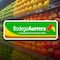 Bodega Aurrerá tianguis de frutas y verduras hoy al 10 de octubre 2024: Las mejores ofertas