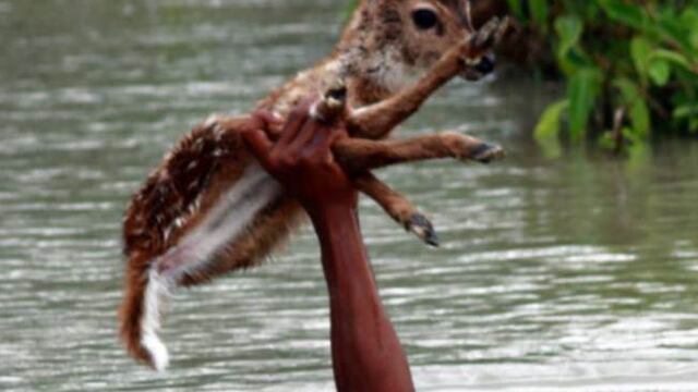 "Bambi" rescatado por Belal