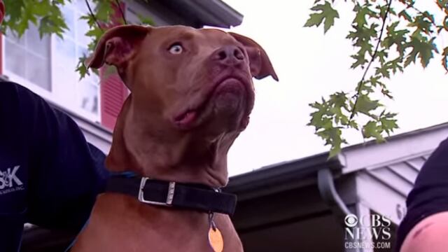 (@Herdotie) Ace, el perrito pitbull que salvó a su humano de morir en un incendio