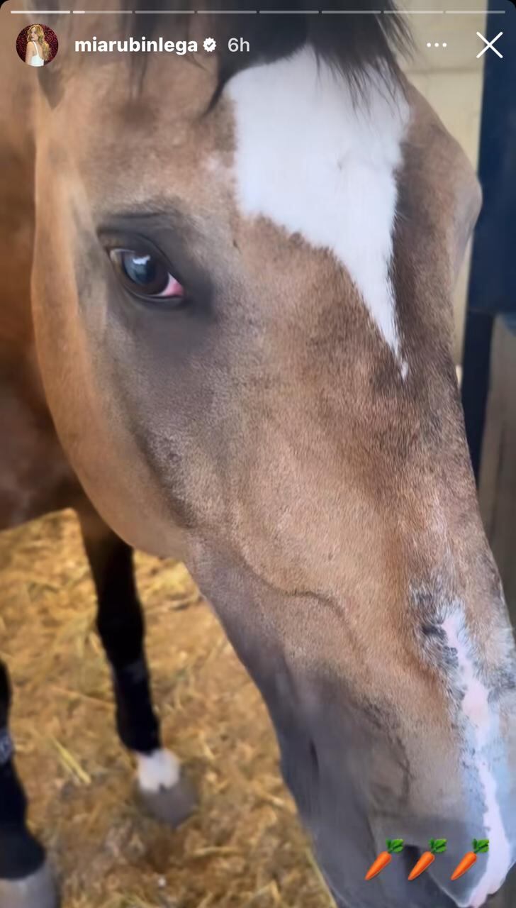 Mía Rubín Legarreta comparte más detalles de su nuevo caballo, regalo de su novio Tarik Othón
