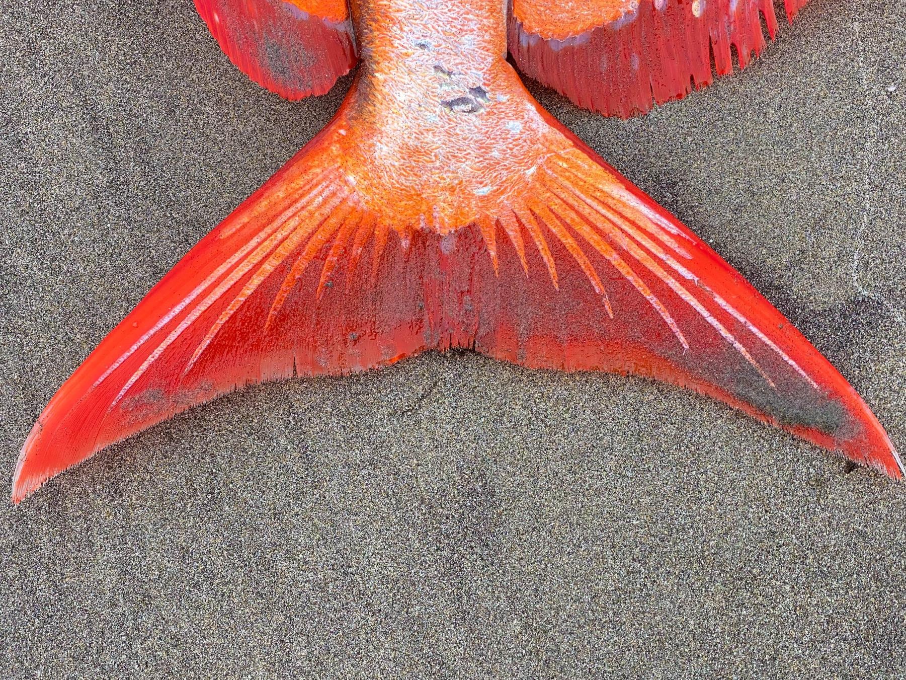 Pez Opah en las costas de Oregon