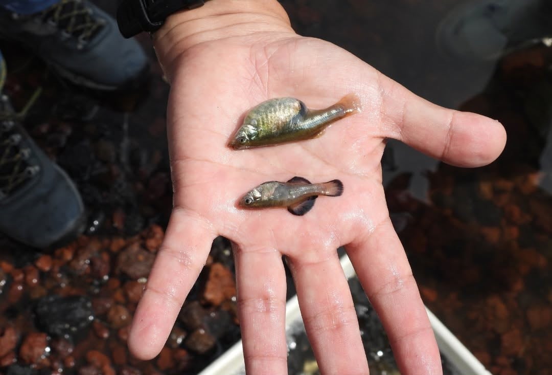 Reaparece el mexcalpique, pez en peligro de extinción, en Lago de Texcoco