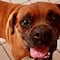 Perrito participa en audiencia contra su dueña; la vincularon a proceso por maltrato