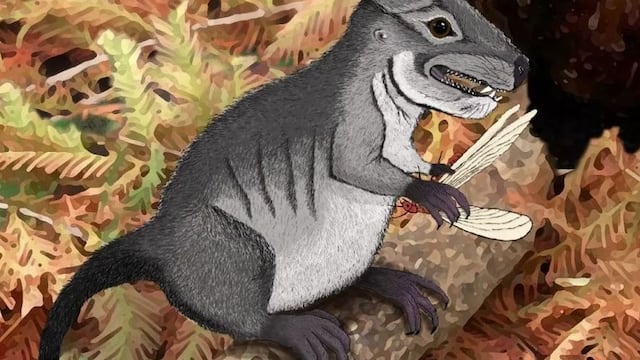 Kataigidodon venetus