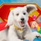 ¿Viste Superman y buscaste “perros en adopción cerca de mí” en Google? No fuiste el único y Krypto tuvo mucho que ver