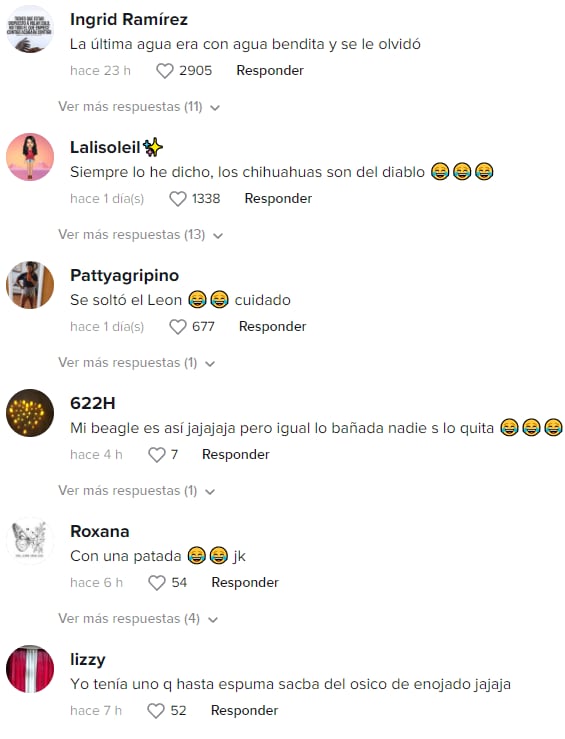 Reacciones al chihuahua endemoniado que atacó a su dueña porque lo bañó