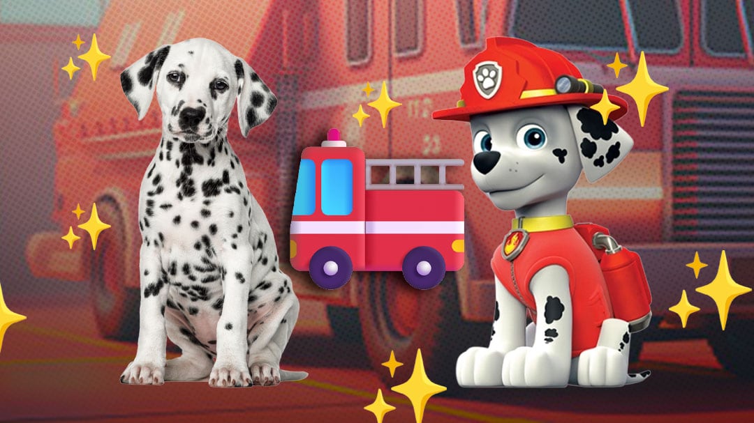 ¿Cuántos años vive un dálmata como Marshall, el cachorro bombero de Paw Patrol?