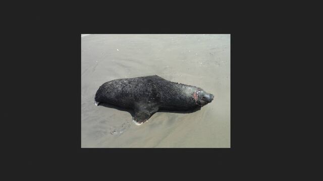 Investigará las causas que condujeron a los animales a la costa y quedar varados.