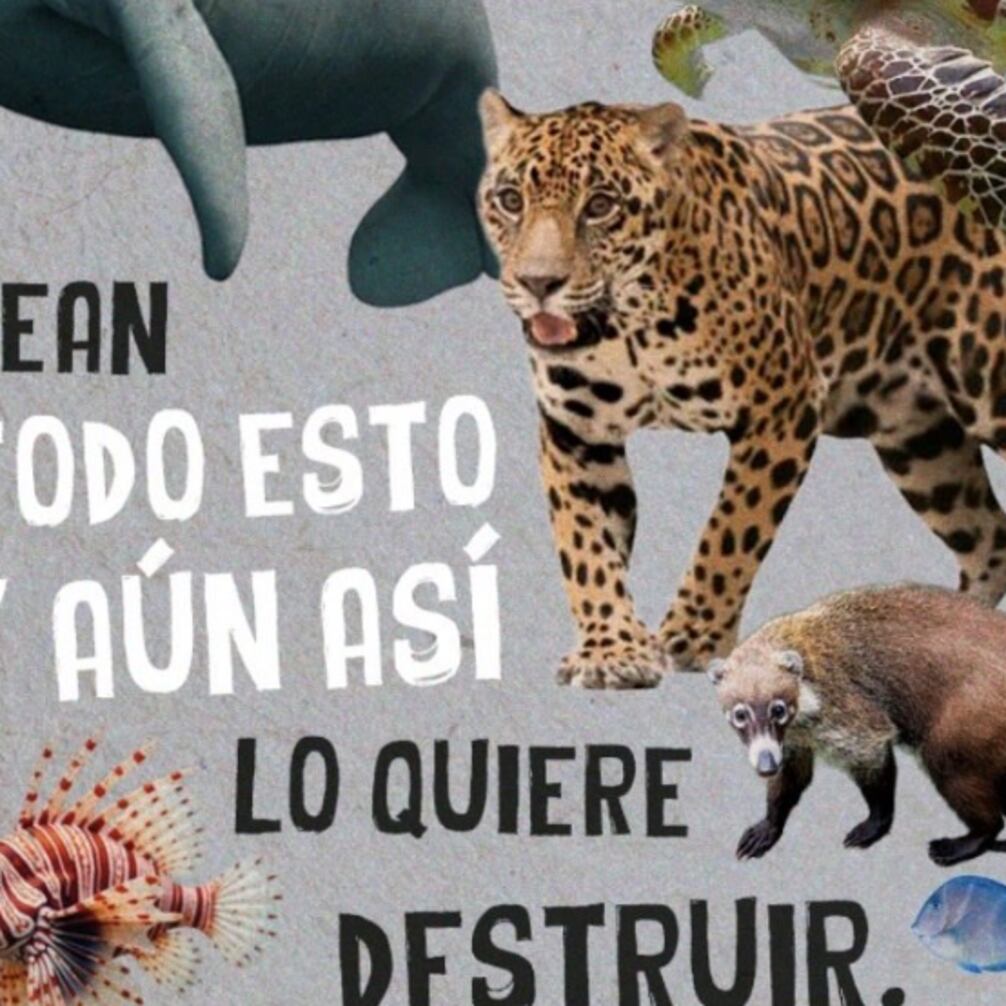 La selva no vota, pero tiene derechos