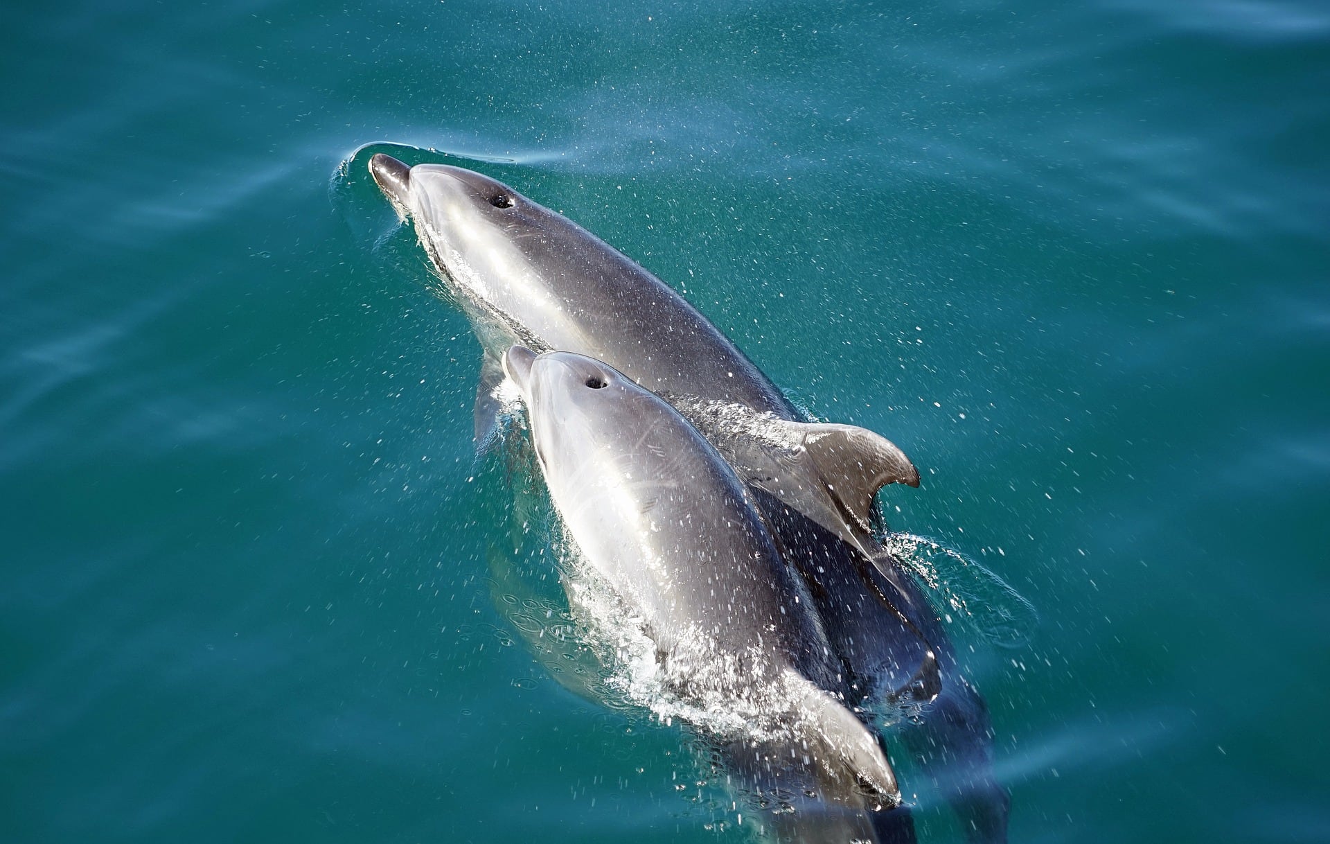 Delfines