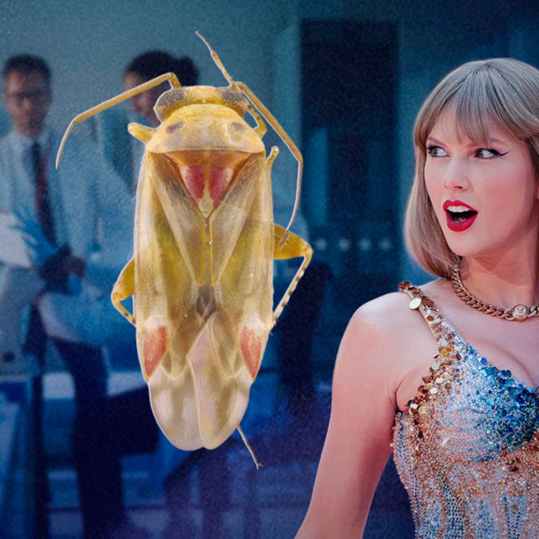 Investigadores bautizan Swiftiephylus a un género de insectos en honor a Taylor Swift y sus fans