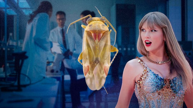 Taylor Swift ya tiene un género de insectos: lo bautizaron Swiftiephylus
