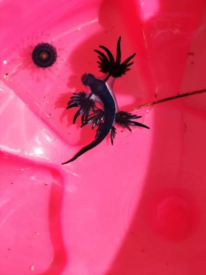 Dragón azul en Manzanillo