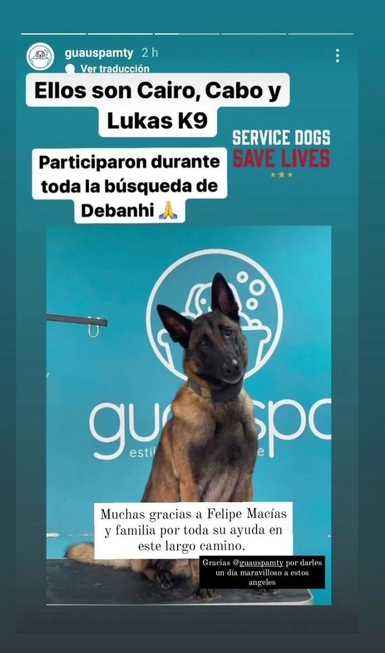 Perros que participaron en la búsqueda de Debanhi Escobar