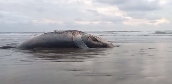 Encuentran ballena muerta dejada por el oleaje en Acapulco