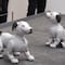 Sony lanza su perro robot 'Aibo' en EU