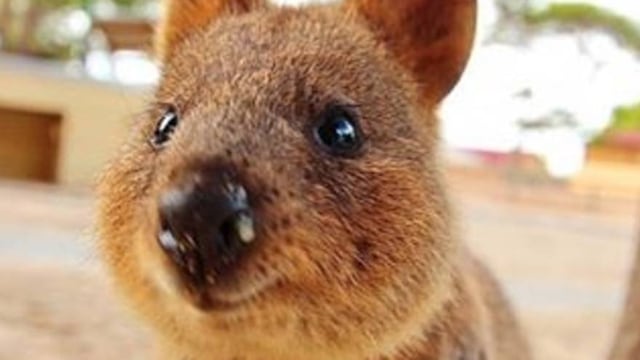 Famoso por tener la sonrisa más bonita del mundo animal, esta especie podría desaparecer pronto.