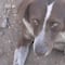 Él es ‘Cuchufleto’, el perro que intentó rescatar a su dueño en mina derrumbada de Coahuila