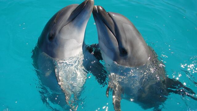 Delfines