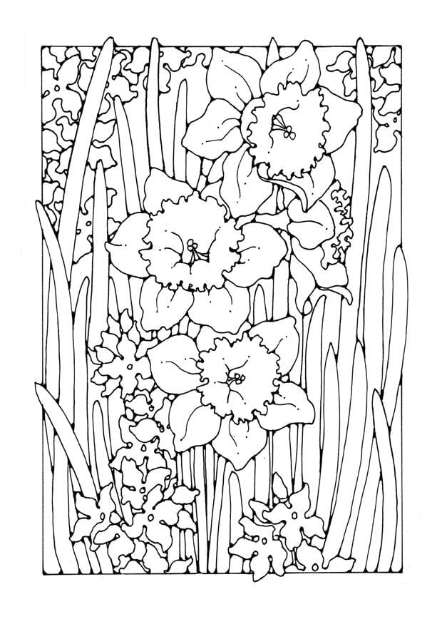 Narcisos como dibujo de flores amarillas para colorear