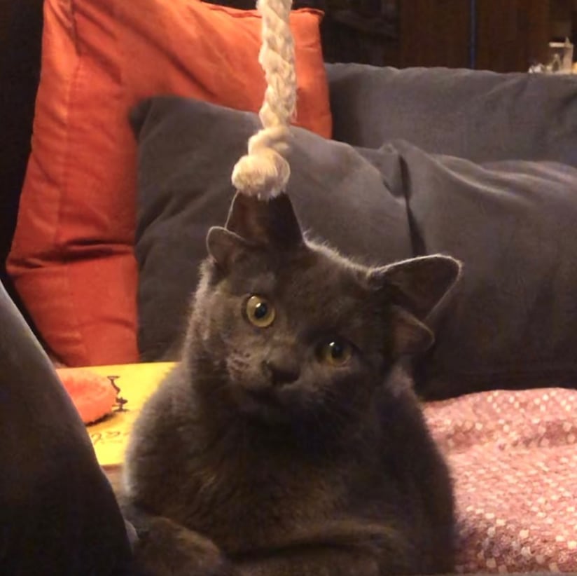 'Midas', la gatita con cuatro orejas