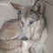 VIDEO: ¿Perro? Hasta jugaron con él y se sorprenden con TikTok al descubrir que era un lobo
