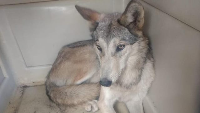 Confunden a lobo con perro y hasta juegan con él