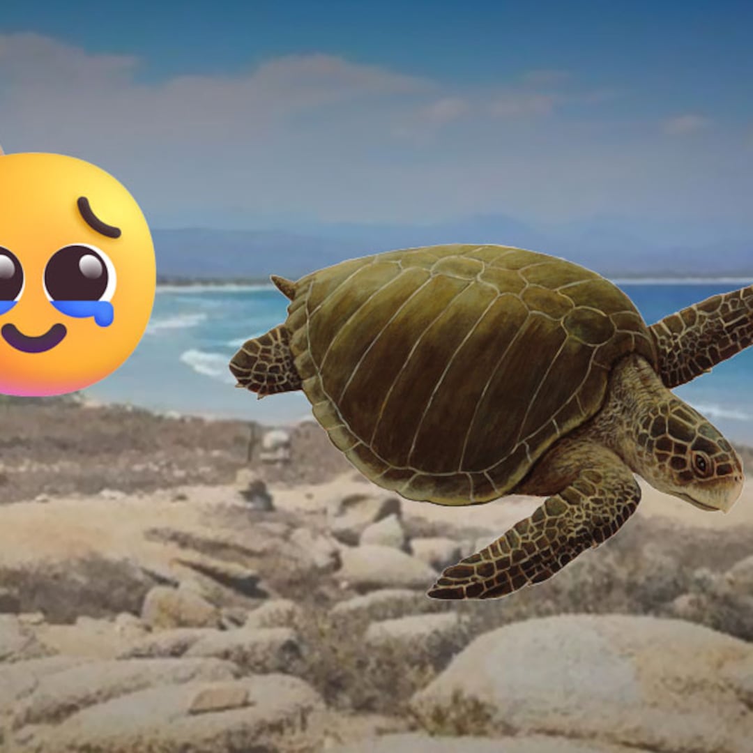 Oaxaca vive récord de desove de tortuga golfina en playa Morro Ayuta