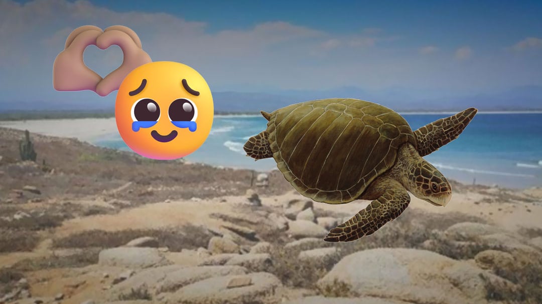 Oaxaca vive récord de desove de tortuga golfina en playa Morro Ayuta