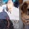 VIDEO: Perrito se roba los chorizos de la vecina y su carita de regañado hizo que TikTok lo perdonara