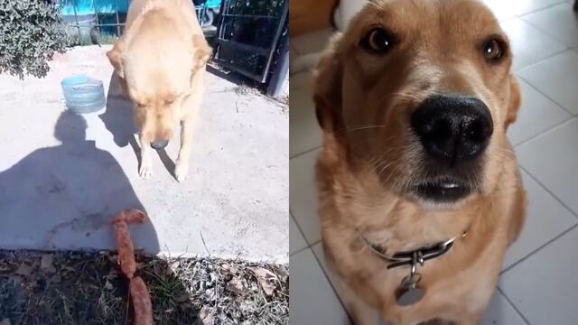 Perrito ladrón de chorizo