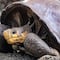 Encuentran tortuga en Islas Galápagos de especie que se creía extinta