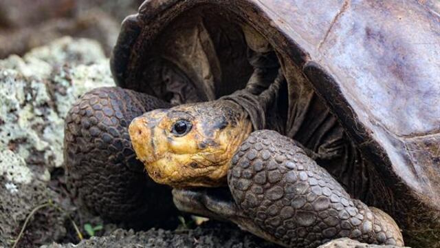 Tortuga de Galápagos “chelonoidis phantasticus”.