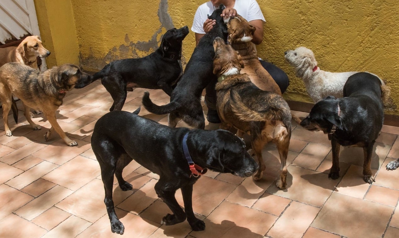 Día Mundial del Perro