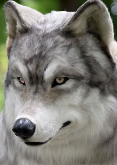 Disfraz de lobo