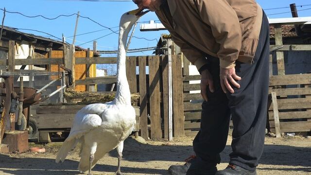 Salva a cisne herida y se vuelven amigos