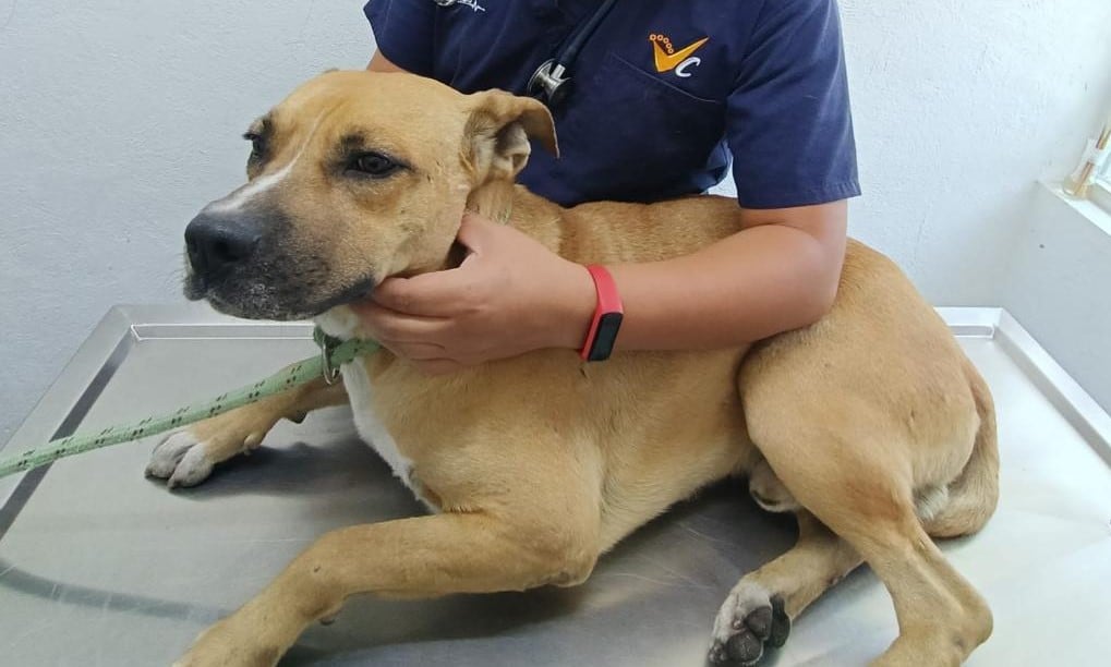 "Jackson", el 'Hachicko' mexicano que cuidó a su dueño muerto