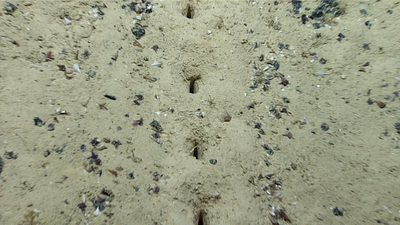 Extraña hilera de agujeros descubiertos en el fondo del mar
