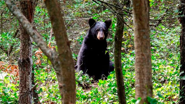 Bimbo y la SEMARNAT unen esfuerzos para fortalecer la conservación del oso negro mexicano