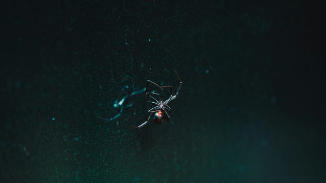 Araña Viuda Negra