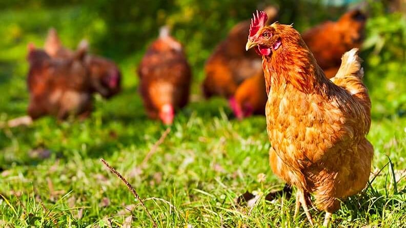 México suspende importación de productos avícolas de Brasil por virus de influenza aviar H5N1