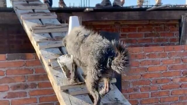 Perrito 'albañil' que lleva cemento