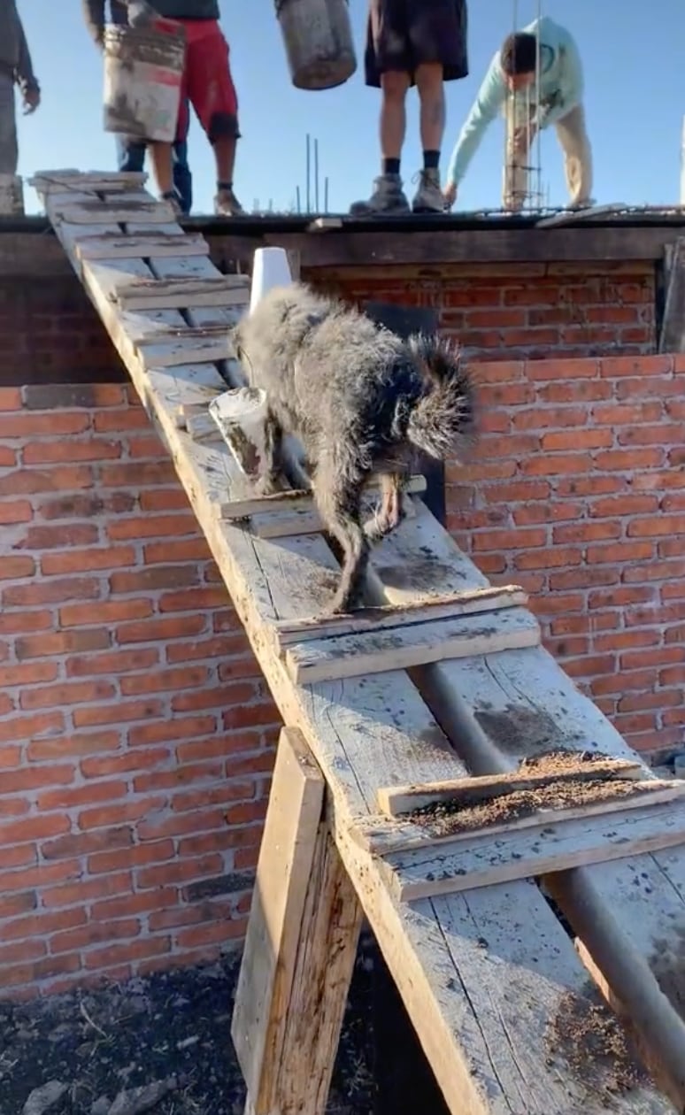 Perrito 'albañil' que lleva cemento