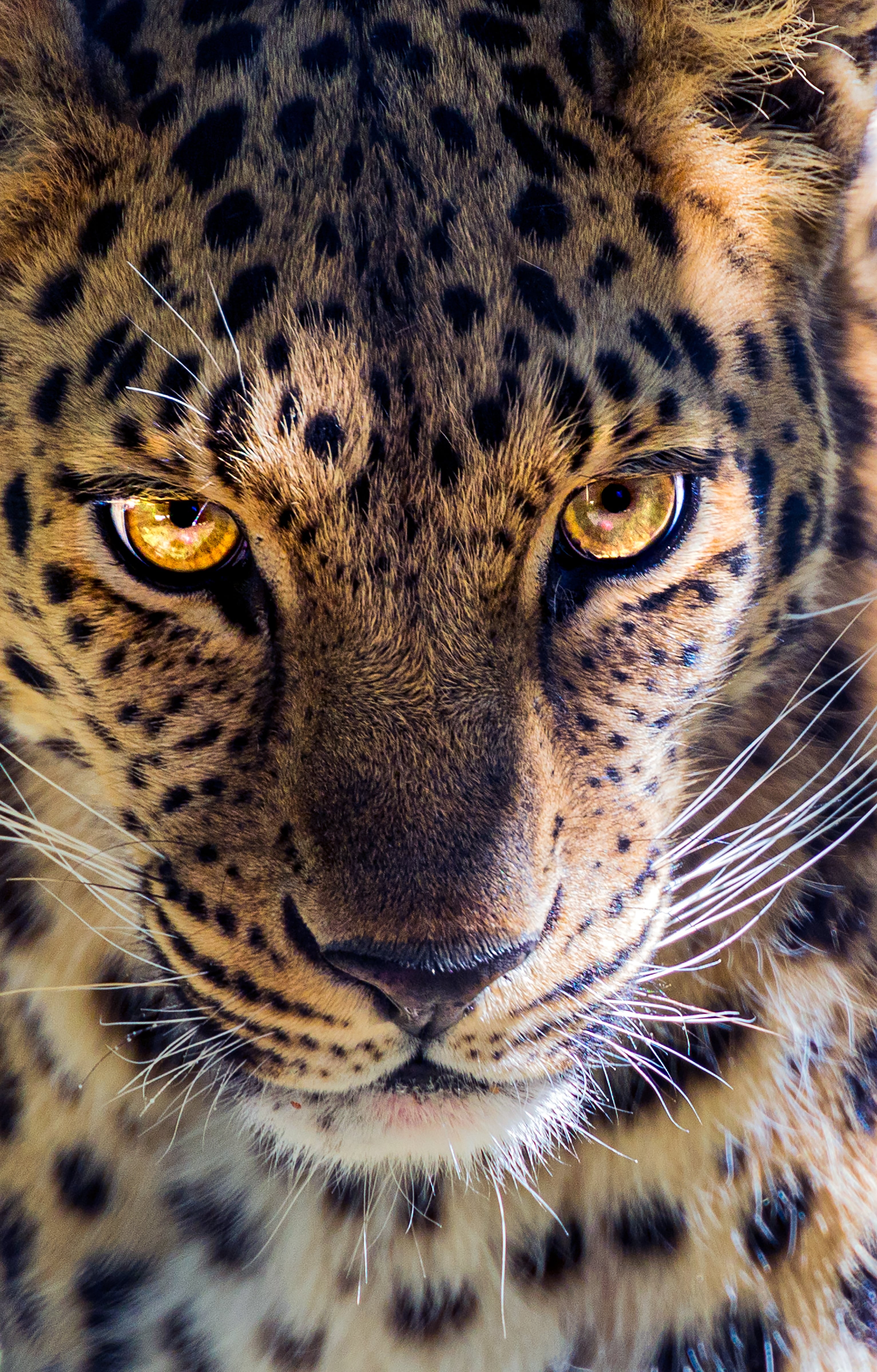 Este 29 de noviembre es el Día Internacional del Jaguar