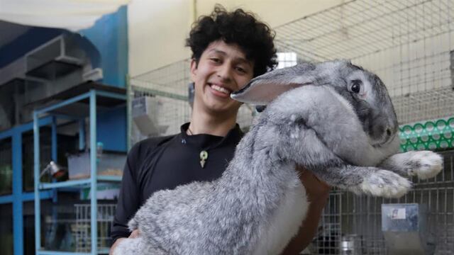 Conejos más grandes del mundo