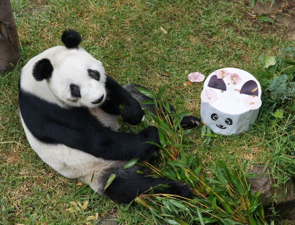 Panda gigante está a salvo, pero no del todo