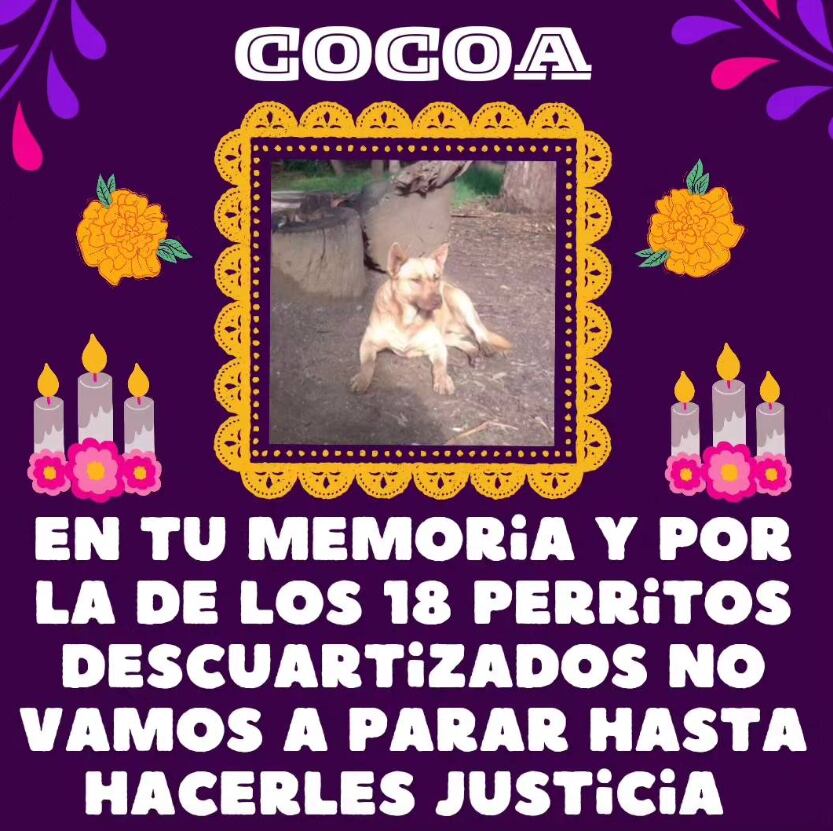 Denuncian perritos asesinados en Bosque de Nativitas