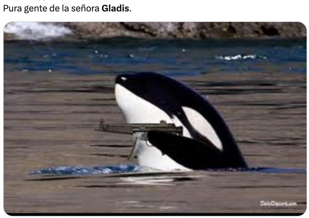 Memes de Gladis, la orca asesina