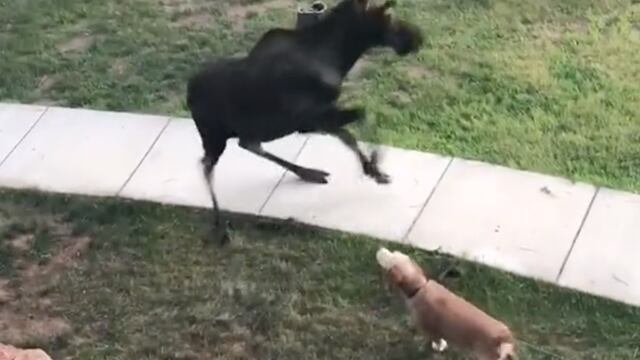 VIDEO: La chancla no falla ni para ahuyentar a un alce y TikTok quiere saber si su mamá es latina